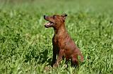 PINSCHER NAIN 077